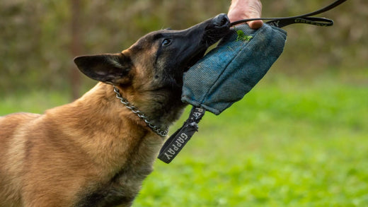 Les Meilleurs Jeux Pour Stimuler l'Intelligence de Votre Malinois