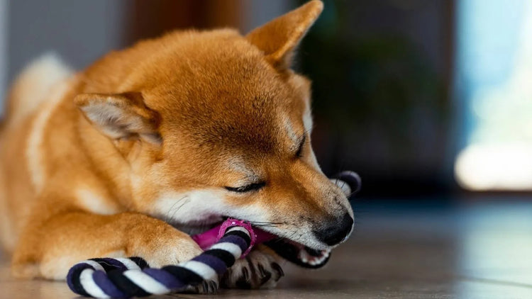 Jouets d'occupation chien