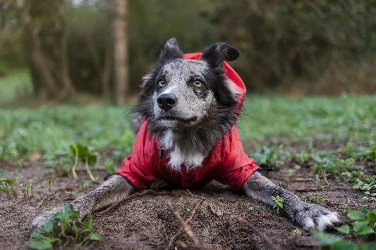 Manteau chien