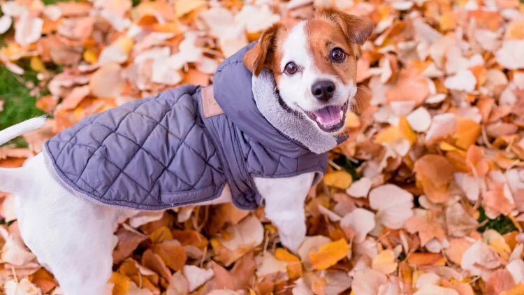 Manteau petit chien