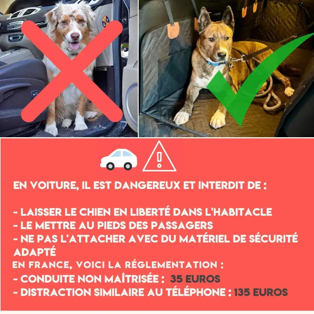 Législation et sécurité pour le transport de chiens en voiture