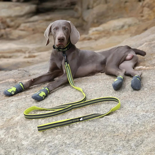 Laisse nylon pour chien 2m - Résistante & réfléchissante