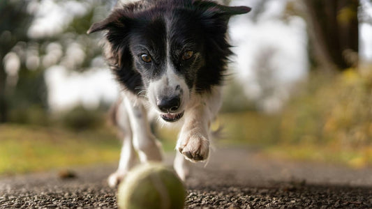 Comment Jouer avec Son Chien ?