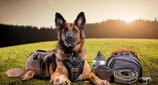 Comment bien choisir les accessoires pour un chien actif ? - K9 Unit