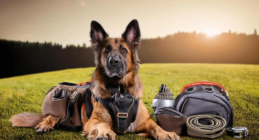 Comment bien choisir les accessoires pour un chien actif ? - K9 Unit