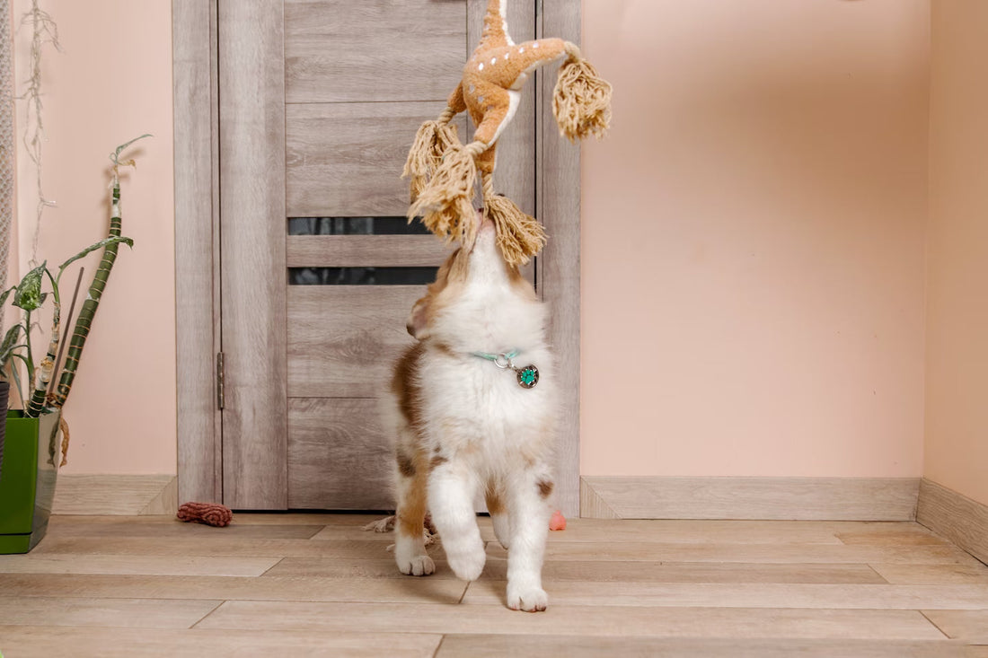 Chiot berger australien jouant à la maison avec un jouet en corde suspendu