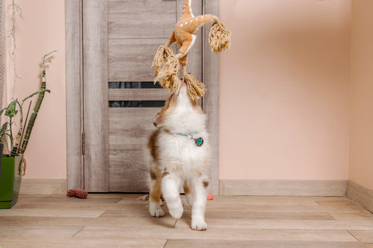 Chiot berger australien jouant à la maison avec un jouet en corde suspendu