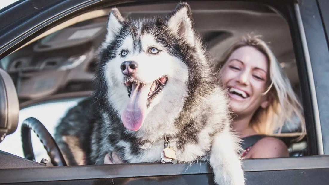 Comment attacher son chien en voiture ?