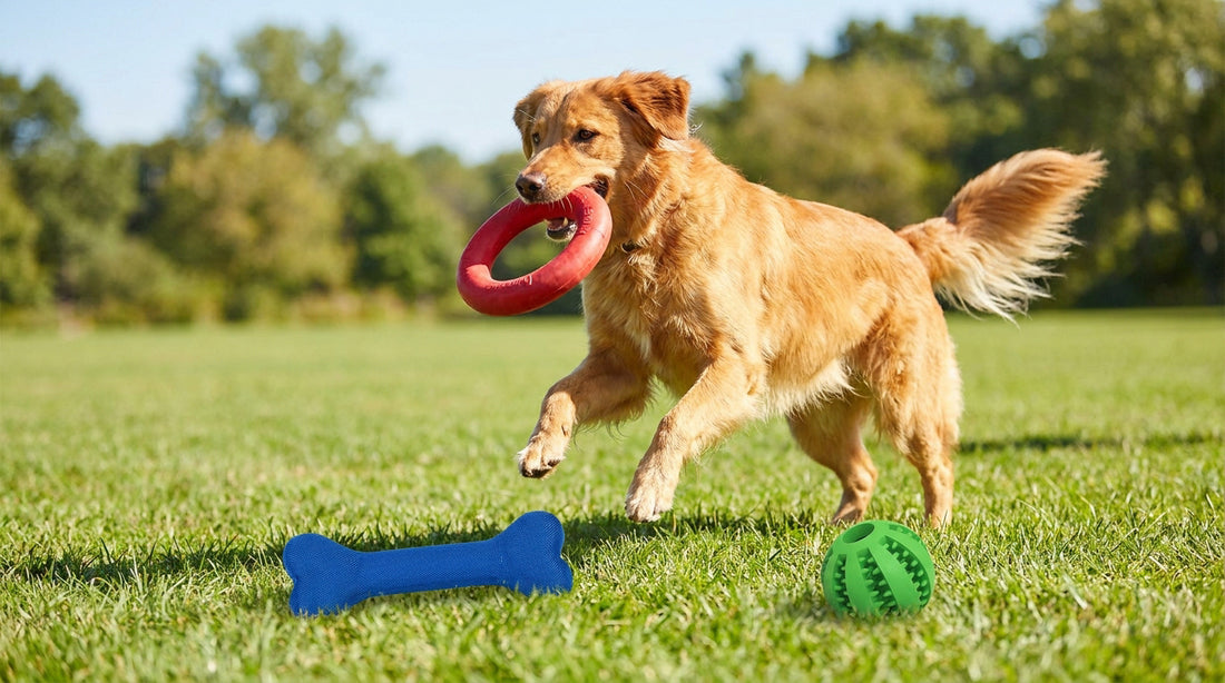 Un golden retriever court dans l'herbe, un anneau rouge dans la gueule, près d'un os bleu et d'une balle verte