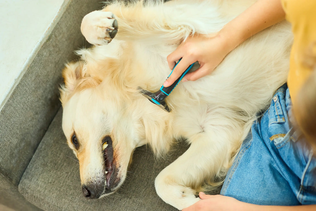 Chien doré allongé sur un canapé gris pendant un toilettage avec une brosse bleue