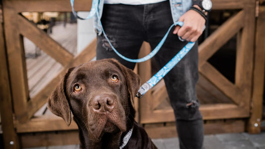 Utilisation longe chien