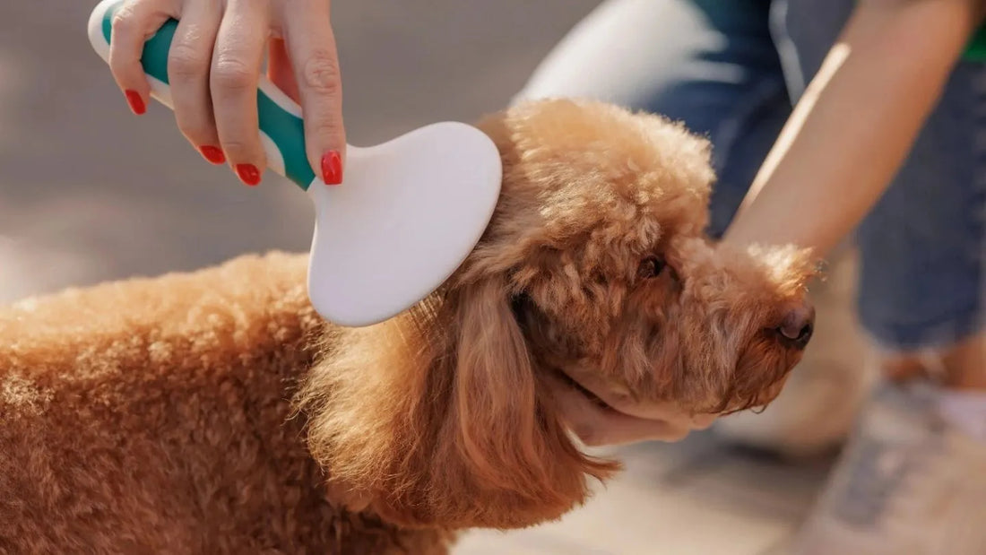 Brosser son chien comme un pro