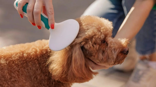 Brosser son chien comme un pro