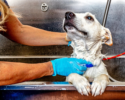 Chien blanc lavé par des mains gantées bleues dans une baignoire professionnelle en inox
