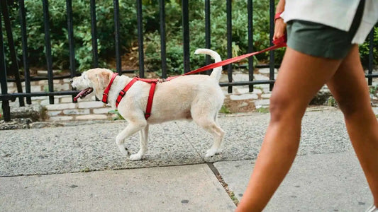 La laisse pour chien : un outil de sécurité et de communication