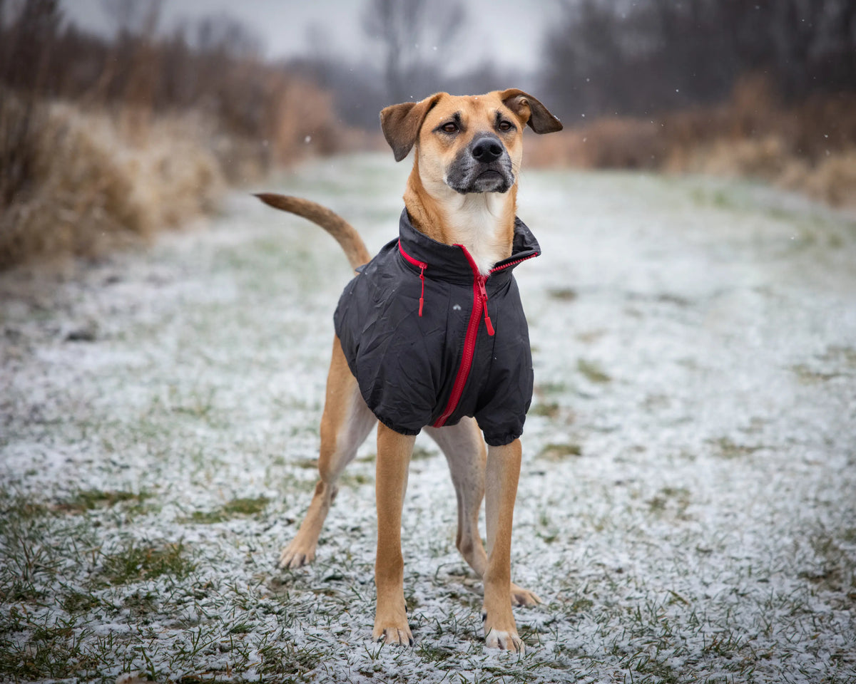 Chien portant un manteau noir à fermeture rouge dans un champ légèrement enneigé par temps froid