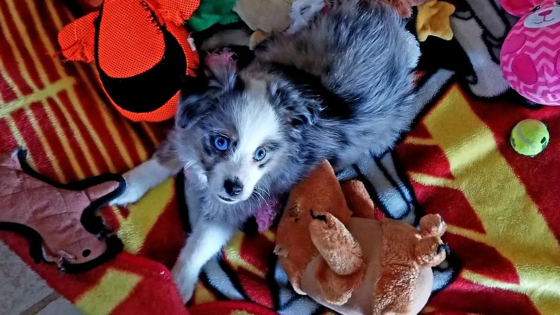 Chien range ses jouets