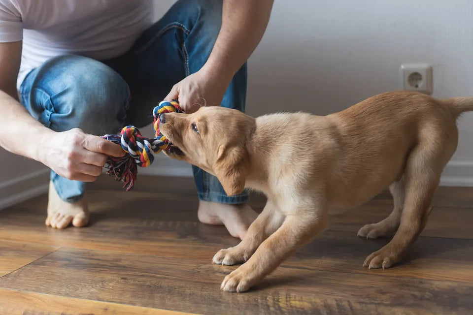 Comment apprendre à votre chien à donner son jouet : méthodes efficaces et conseils pratiques
