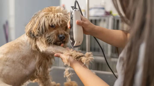 Chien se fait tondre