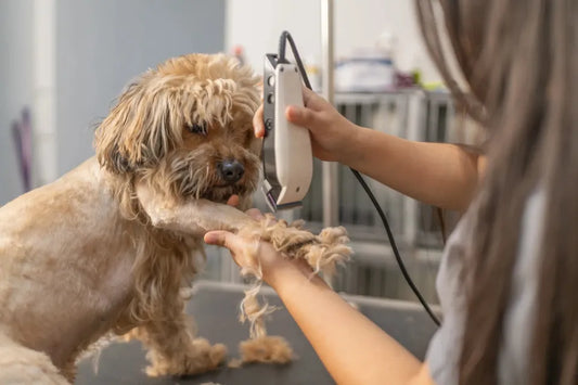 Chien se fait tondre