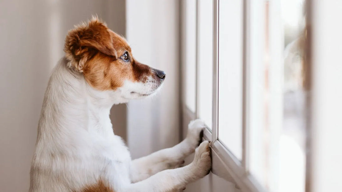 Chien Jack Russell blanc et marron regardant par une fenêtre avec pattes posées sur le rebord