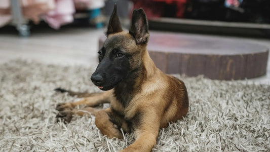Uskah chiot, couchée sur un tapis, les oreilles dressées