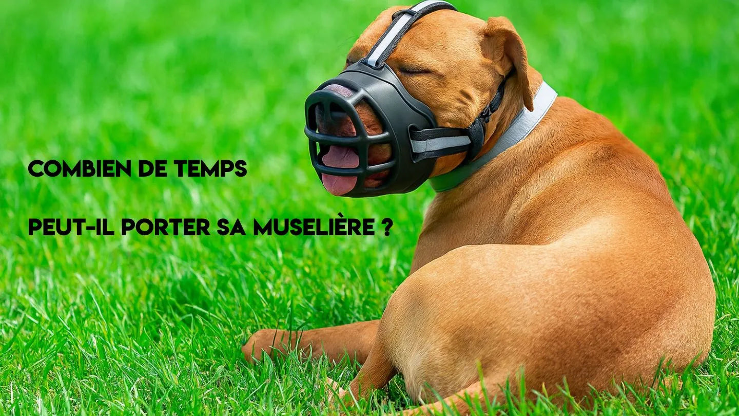 Combien de temps peut-on laisser une muselière à un chien ?
