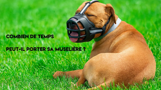 Combien de temps un chien peut-il porter sa muselière ?