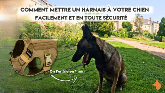 Comment mettre un harnais à son chien ?