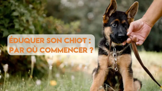 Éduquer son chiot : par où commencer ?