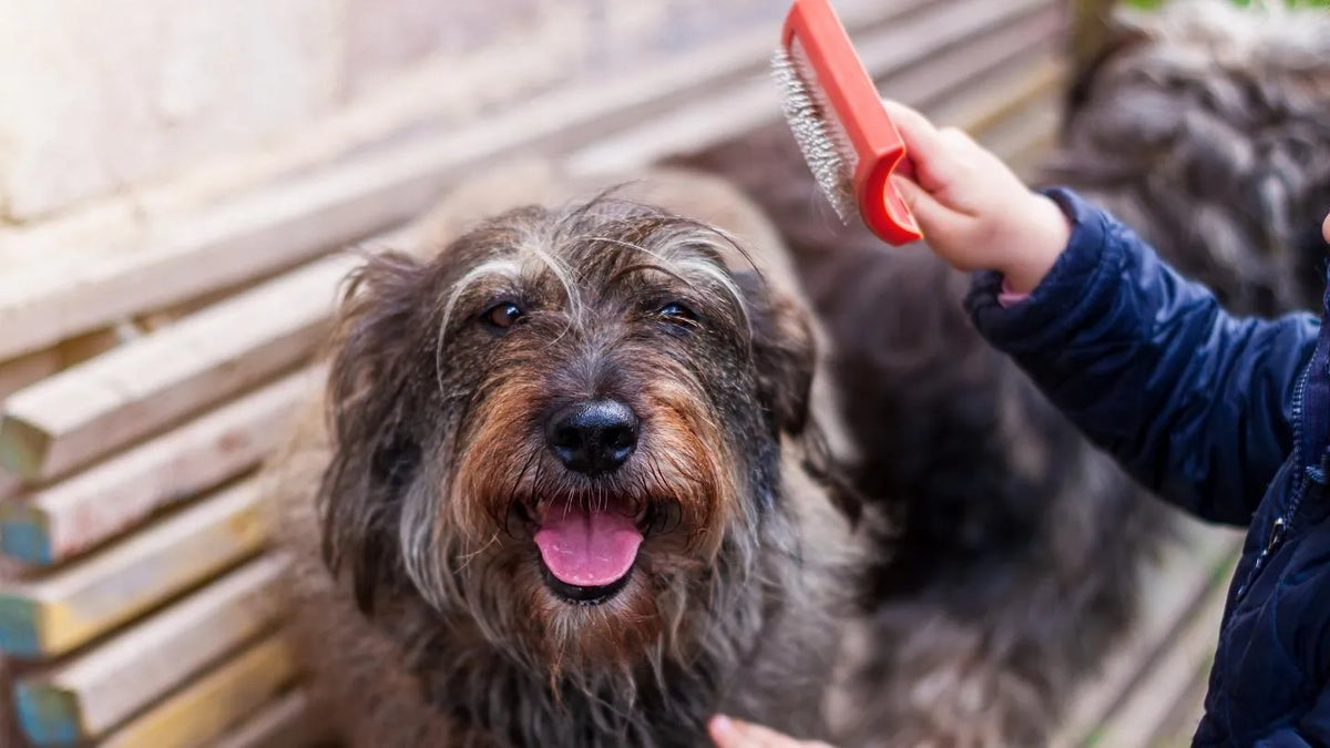 Brossage d’un chien à poil long pour entretenir son pelage