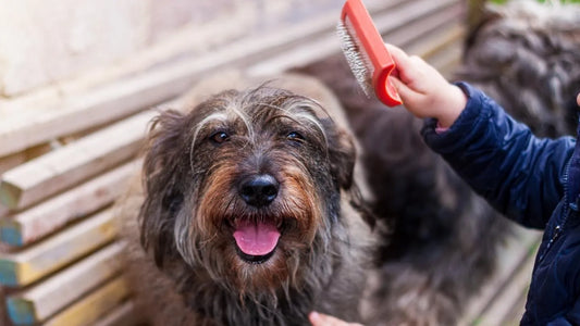 Brossage d’un chien à poil long pour entretenir son pelage
