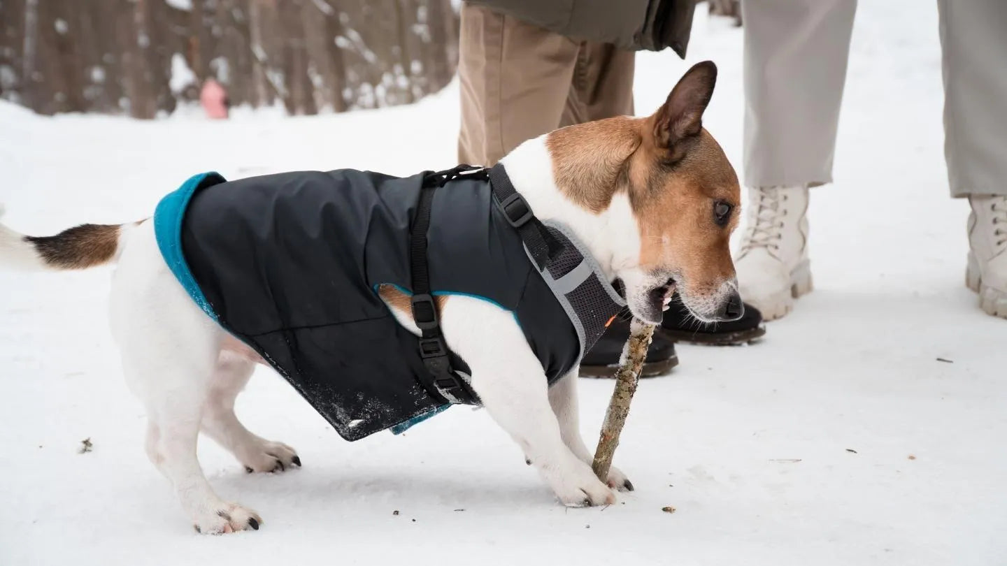 Quelle race de chien a besoin d’un manteau?