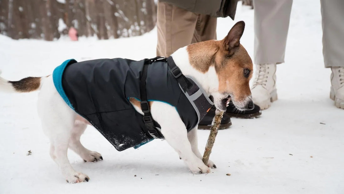 Manteau Jack Russell