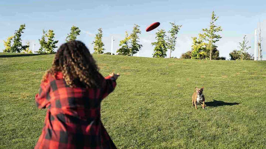 Comment jouer au frisbee avec son chien