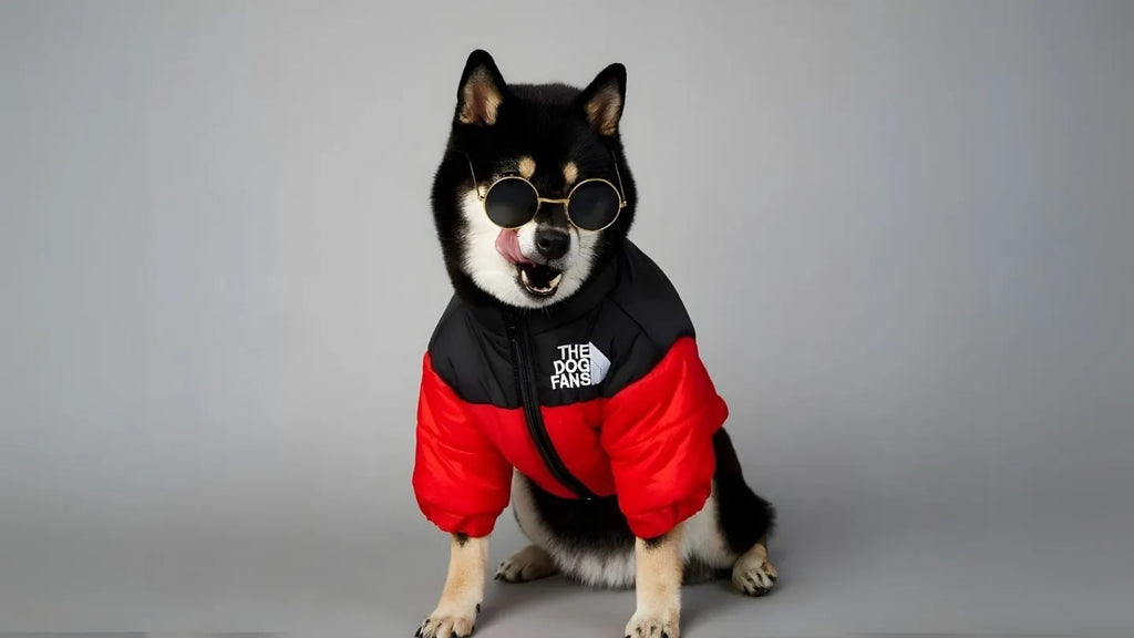 Chien Shiba Inu portant un manteau rouge et noir avec lunettes de soleil rondes sur fond gris