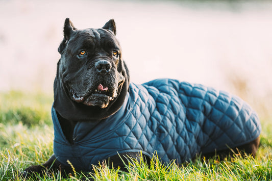 Meilleur Manteau Chien K9 2025 Protection Optimale