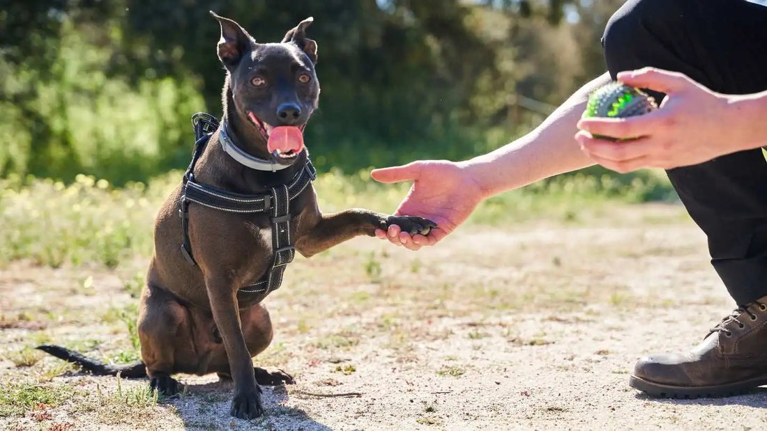 Les marqueurs en éducation canine