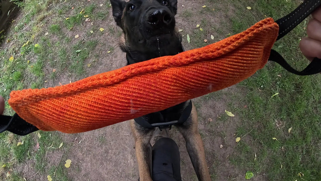 Uskah, Malinoise, attend le signal devant un tug K9 TugMax orange que son maître tient par les deux poignées