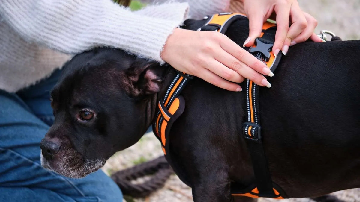Meilleurs harnais pour chien en 2025