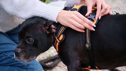 Meilleurs harnais pour chien en 2025