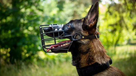 Choisir muselière chien