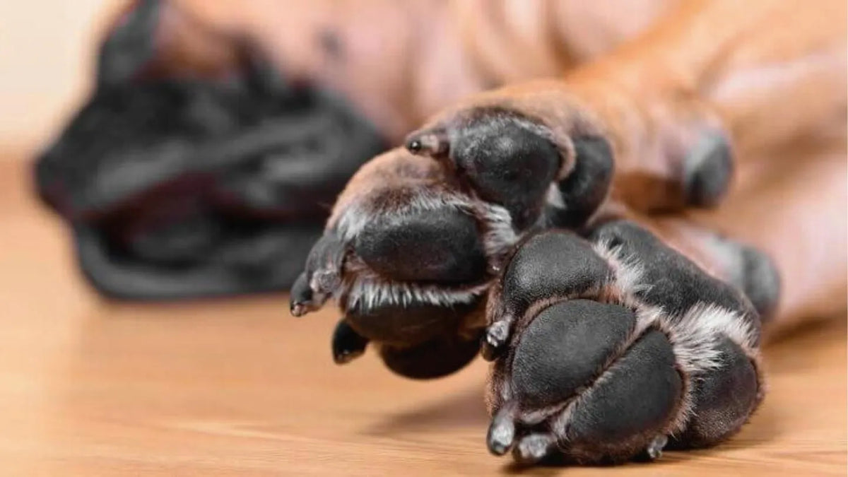 Gros plan sur les coussinets noirs et poilus d'une patte de chien allongé sur un sol en bois
