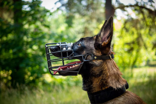 Chien berger belge portant une muselière en promenade dans un environnement naturel verdoyant
