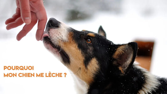 Pourquoi mon chien me lèche ?