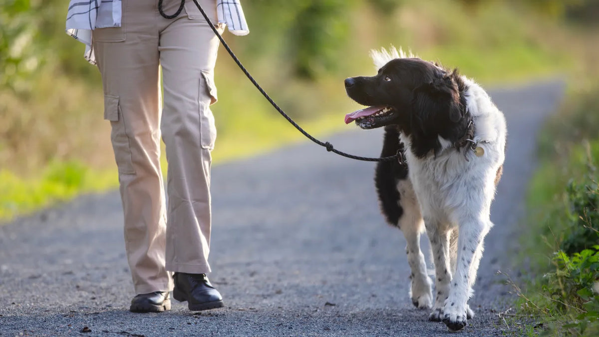 Promener son chien sans laisse : risques amende