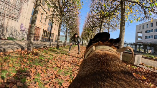 Vue depuis le dos d'Uskah : au bout d'une allée d'arbres en automne, Alexandre, accroupi, l'appelle