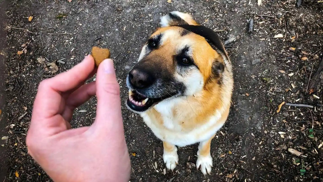 Récompenser son chien