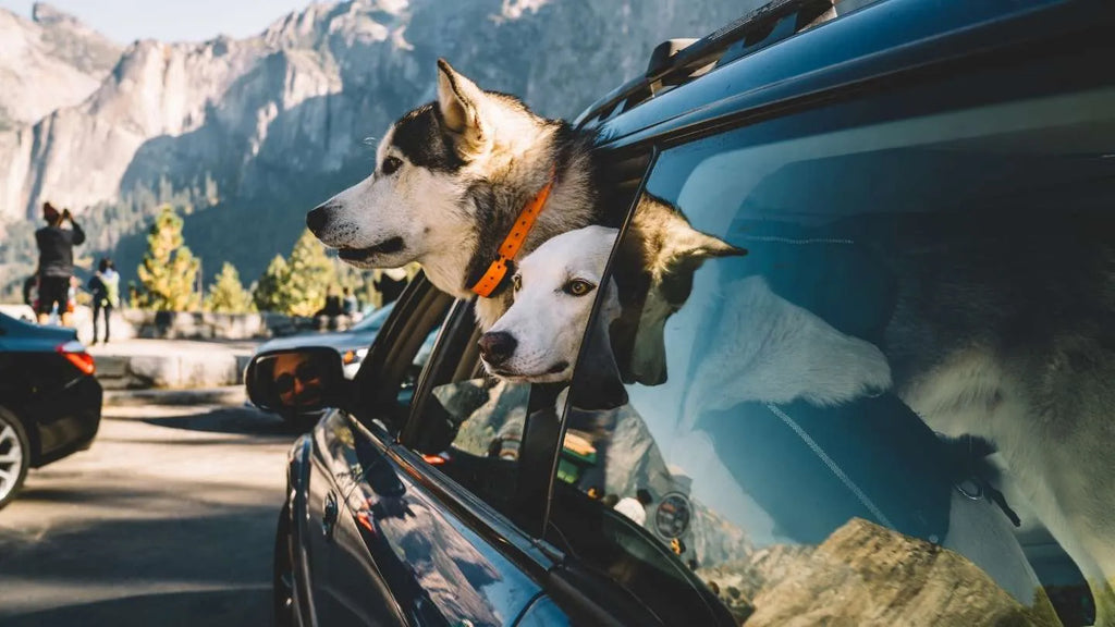 Voyage voiture chien