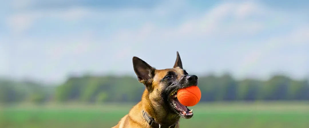 Chien jouant avec une balle orange dans l’herbe